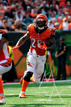 NFL: OCT 07 Dolphins at Bengals
